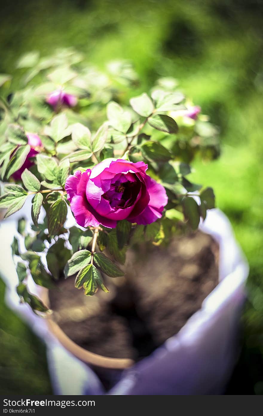 Selective Focus Photo of Pink Flower