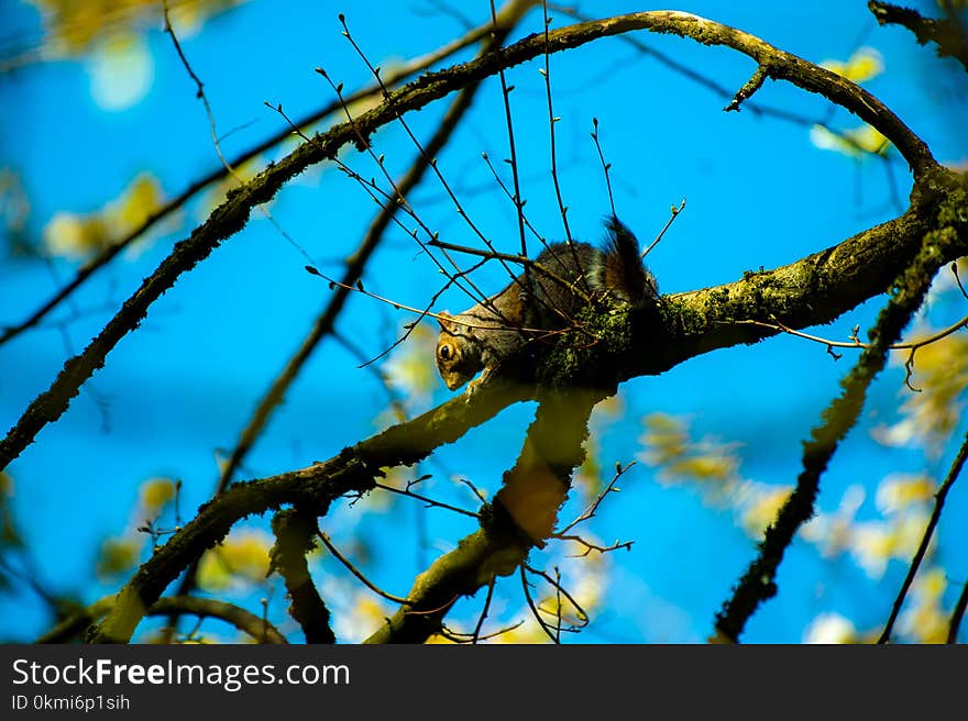 Brown and Gray Squirrel on Brown Tree Branch