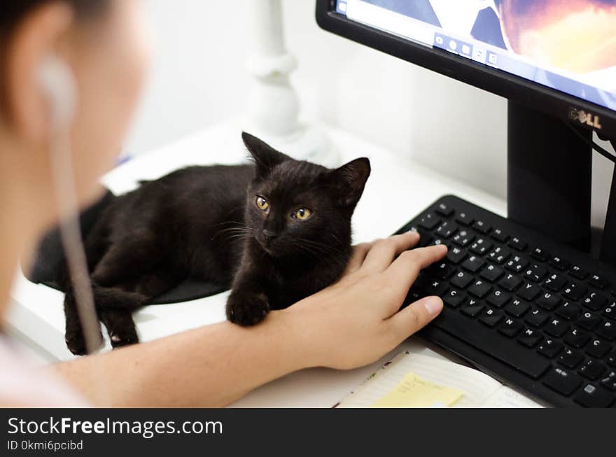 Black Cat Holding Persons Arm