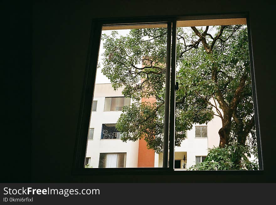 Brown Tree Outside Closed Glass Window