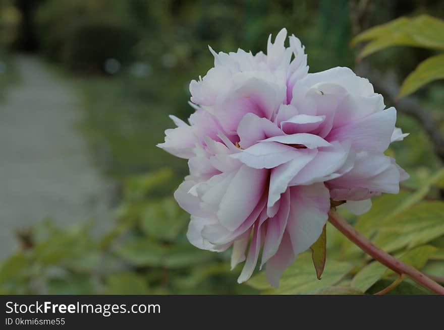 Selective Focus Photography of White and Pink Peony Flower