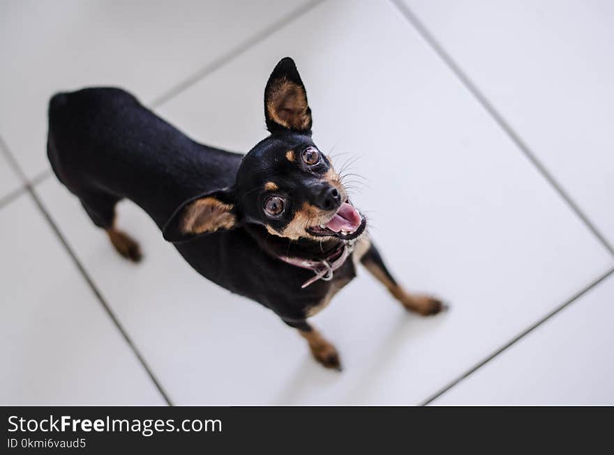 Closeup Photo of Short-coated Black and Tan Puppy