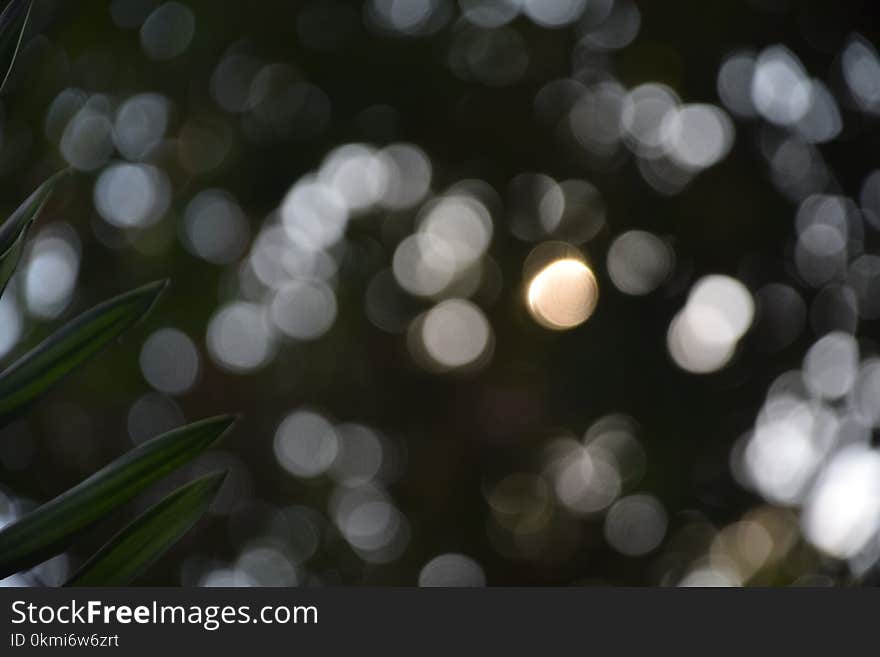 Close Up Photography of Green Leaf