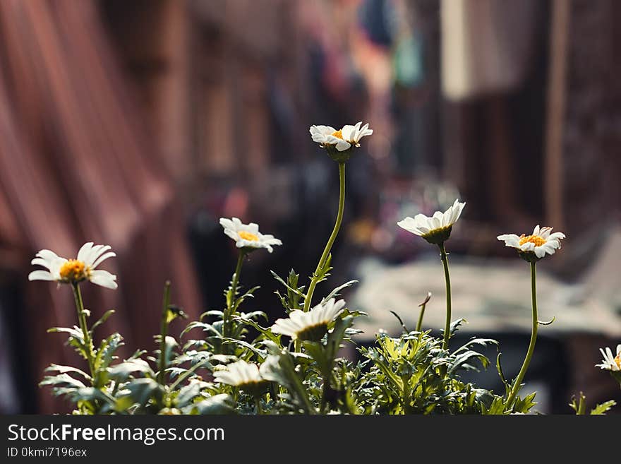 Depth of Field Photography of White Daisy Flowers