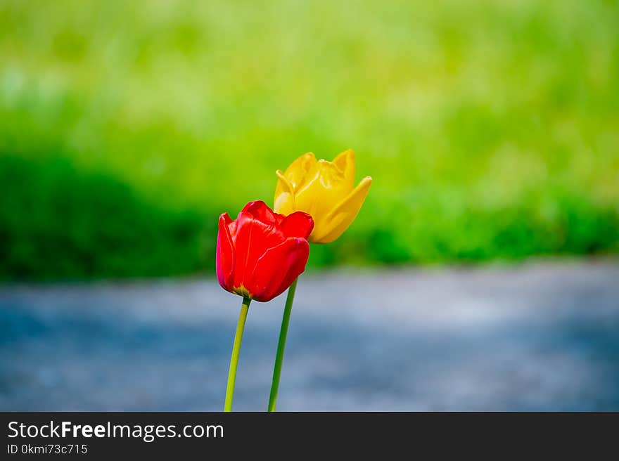 Red and Yellow Tulip Flowers