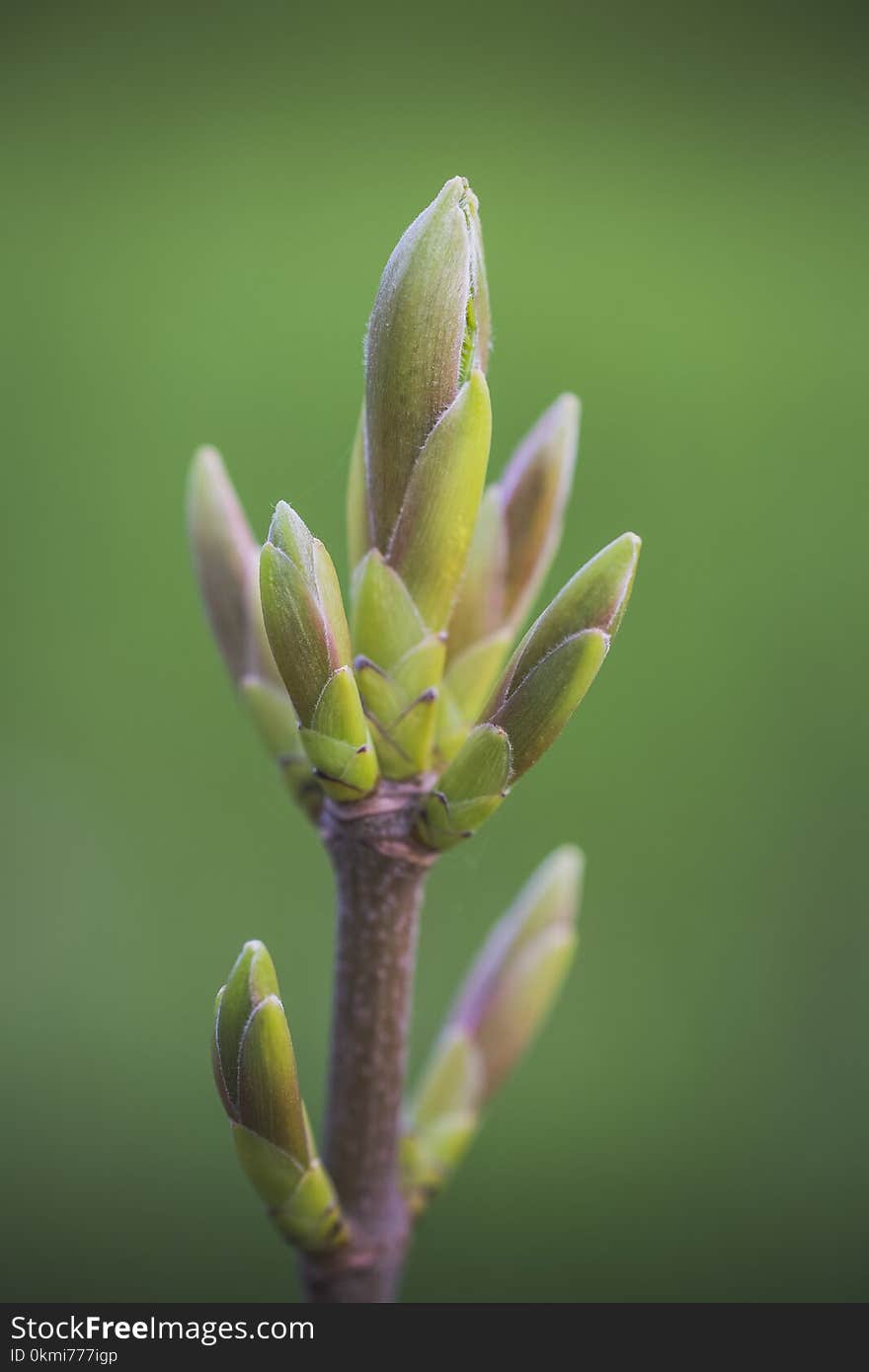 Macro Photography of Plant