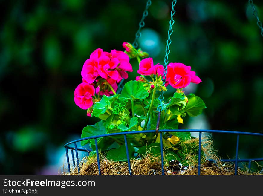 Shallow Focus of Pink Bloom Flowers