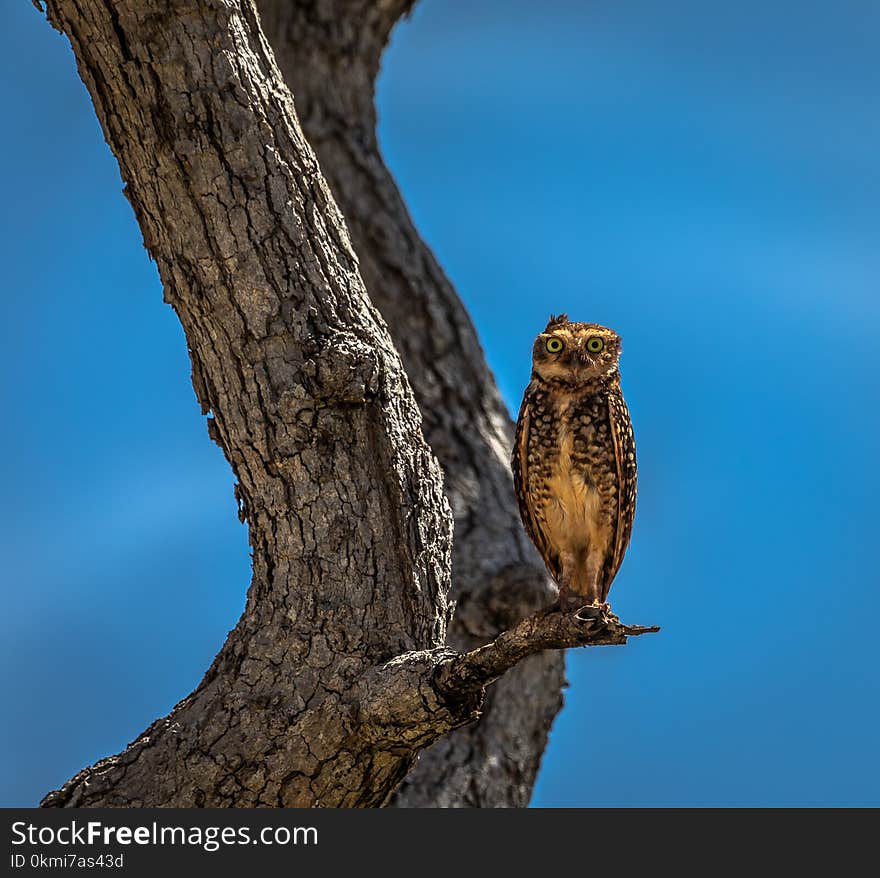 Owl Stand on Branch of Tree