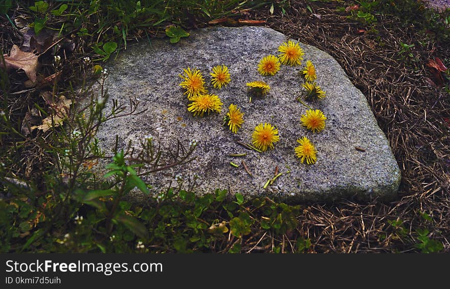 Yellow Petaled Flowers on Top of Gray Rock