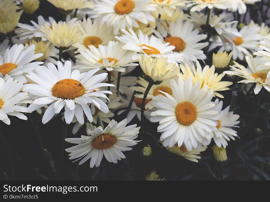 Yellow Daisies Closeup Photography at Daytime