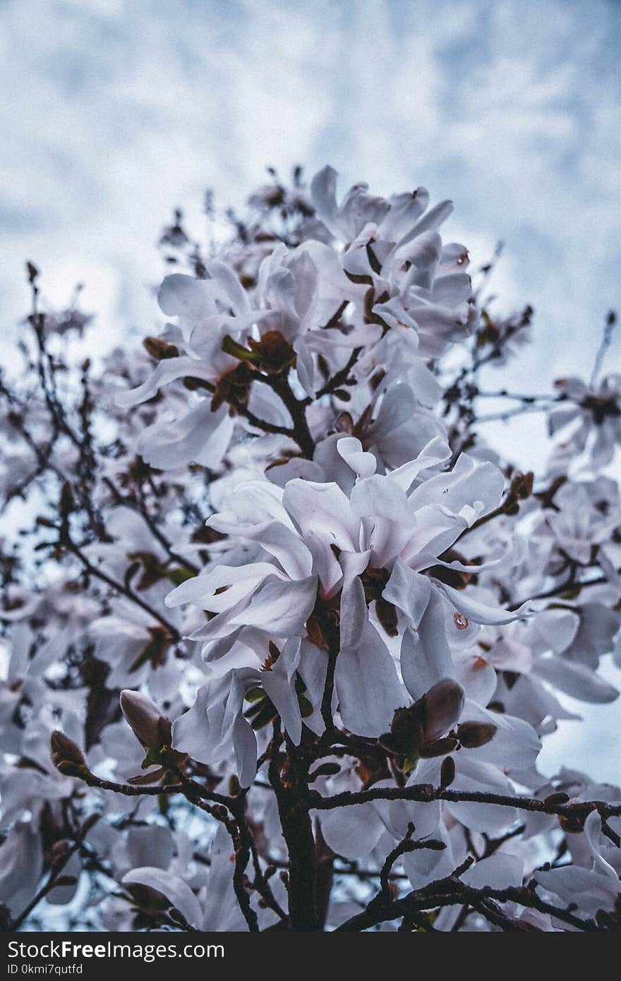 Close-Up Photography of White Flowers