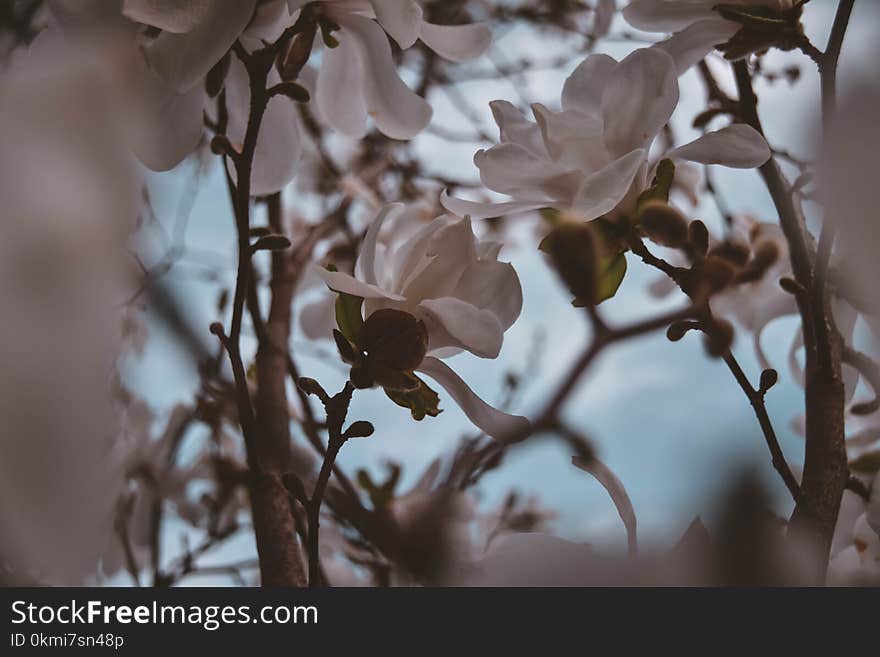 Closeup Photography of White Magnolia Flowers