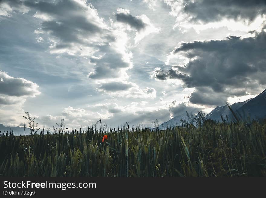 Landscape Photography of Pampas Grass