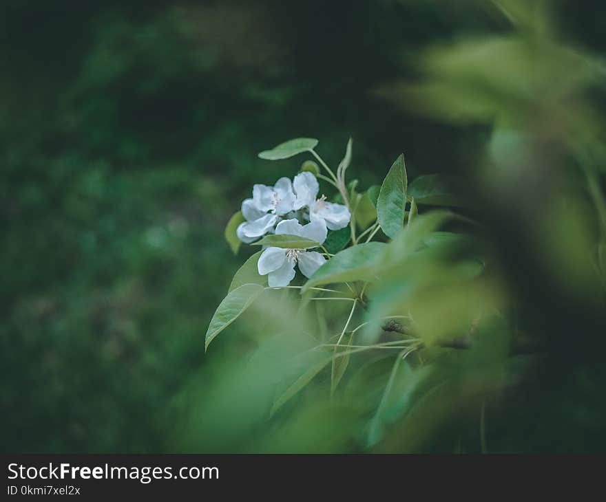 Close-Up Photography of White Flowers