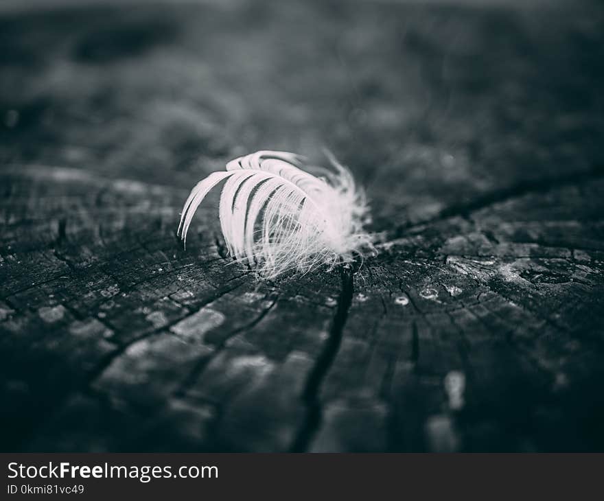 Grayscale Photography of Feather