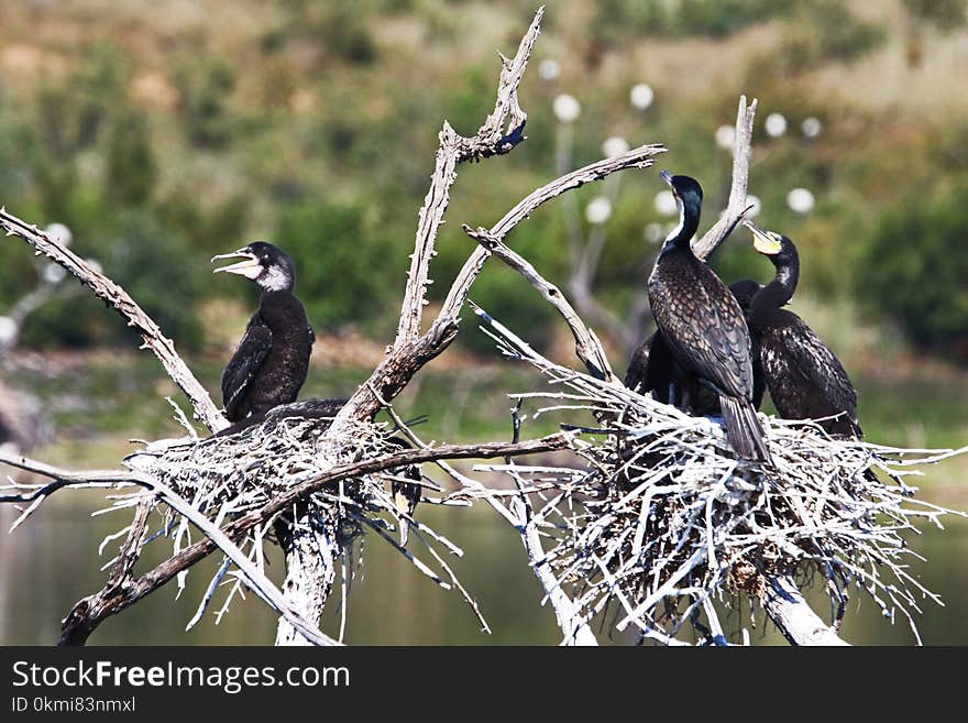 Close-Up Photography of Black Birds Perched on Branch