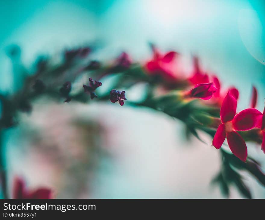 Close-Up Photography of Flowers