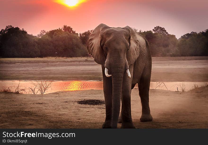 Wildlife Photography of Elephant during Golden Hour