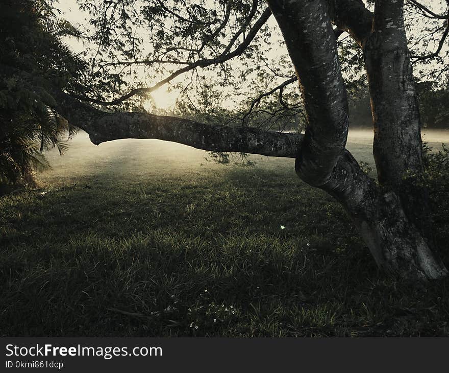 Closeup Photo of Lone Tree