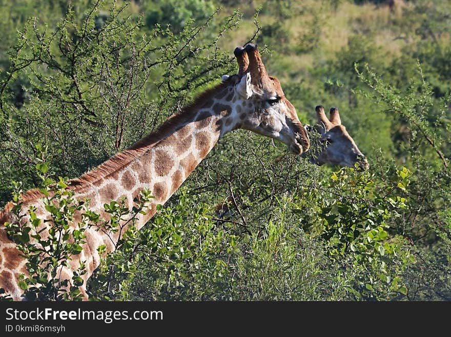 Close-Up Photography of Giraffe Near Trees