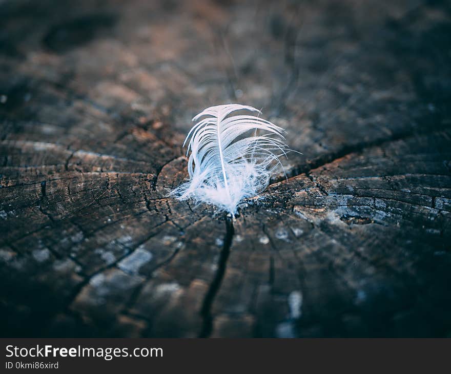 Close-Up Photography of Feather on Tree Stump