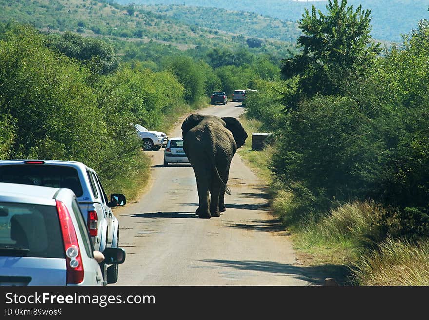 Photography of Elephant On Road