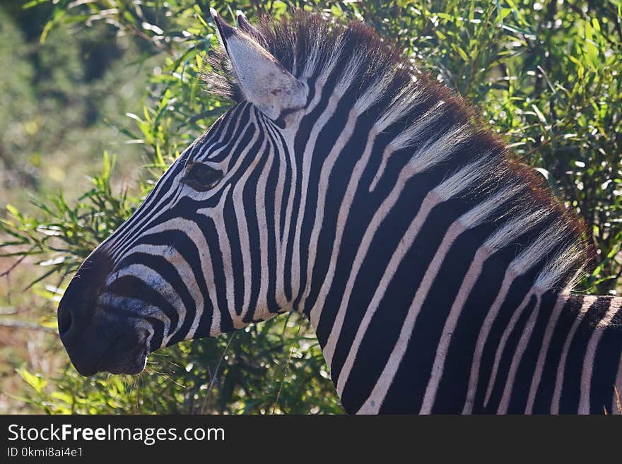 Close-Up Photography of Zebra