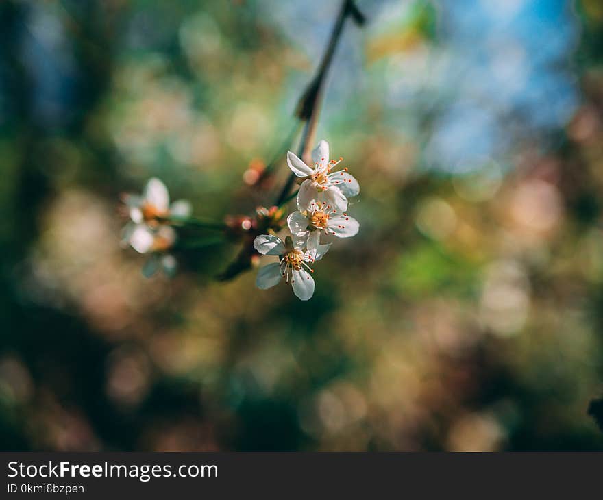 Shallow Focus Photo of White Flowers