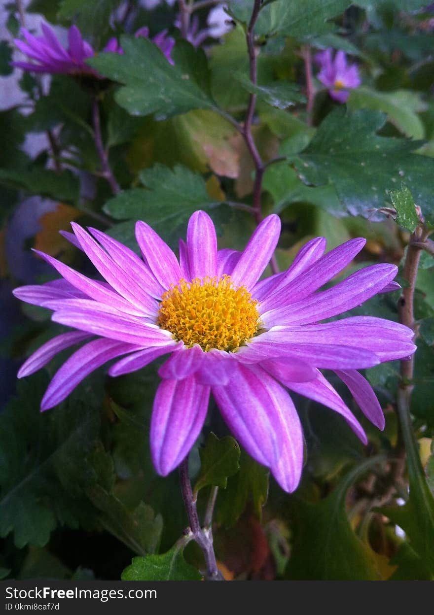 Purple Petaled Flower