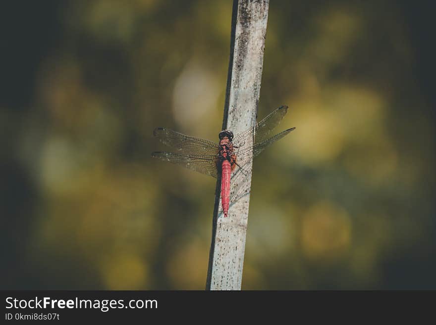 Red Dragonfly on Grey Branch