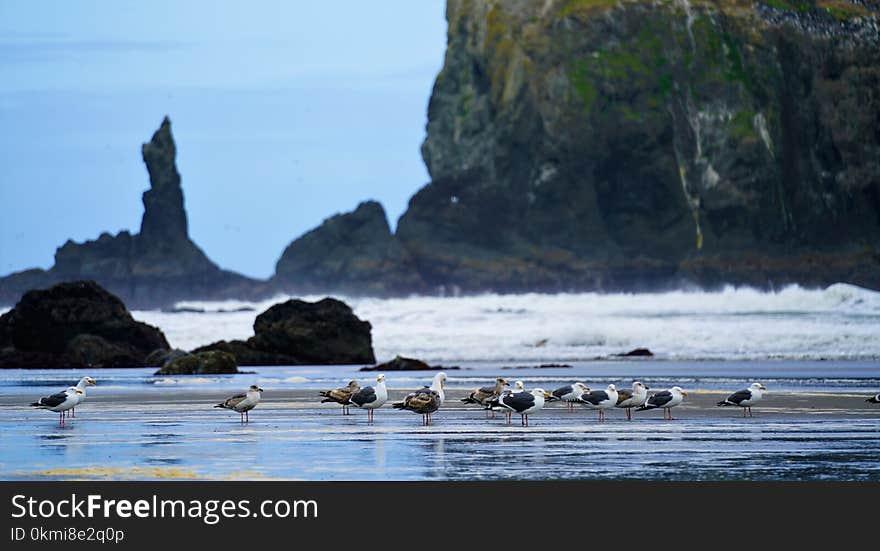 Photography of Seagulls on Seashore