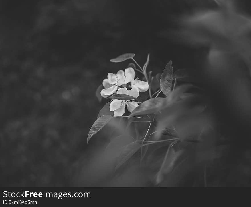 Grayscale Photography of Flowers