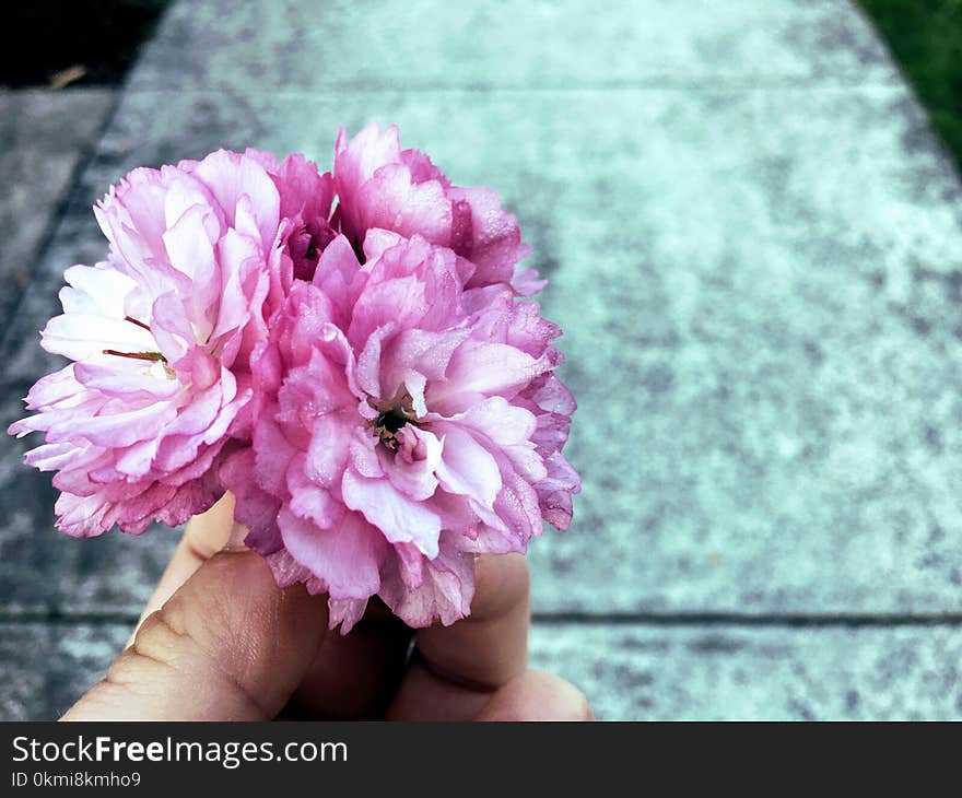 Pink Petal Flower