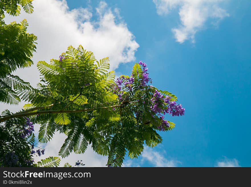 Purple Flowering Plant Low-angle Photography at Daytime