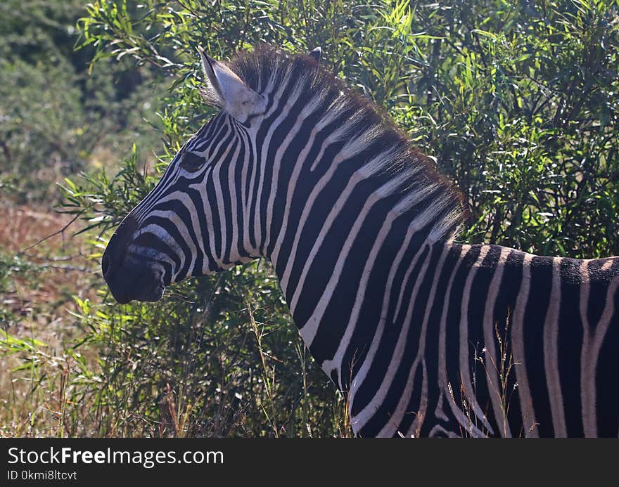 Close-Up Photography of Zebra