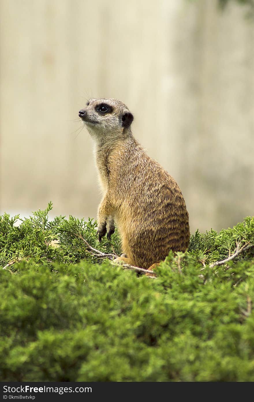 Close-Up Photography of Meerkat