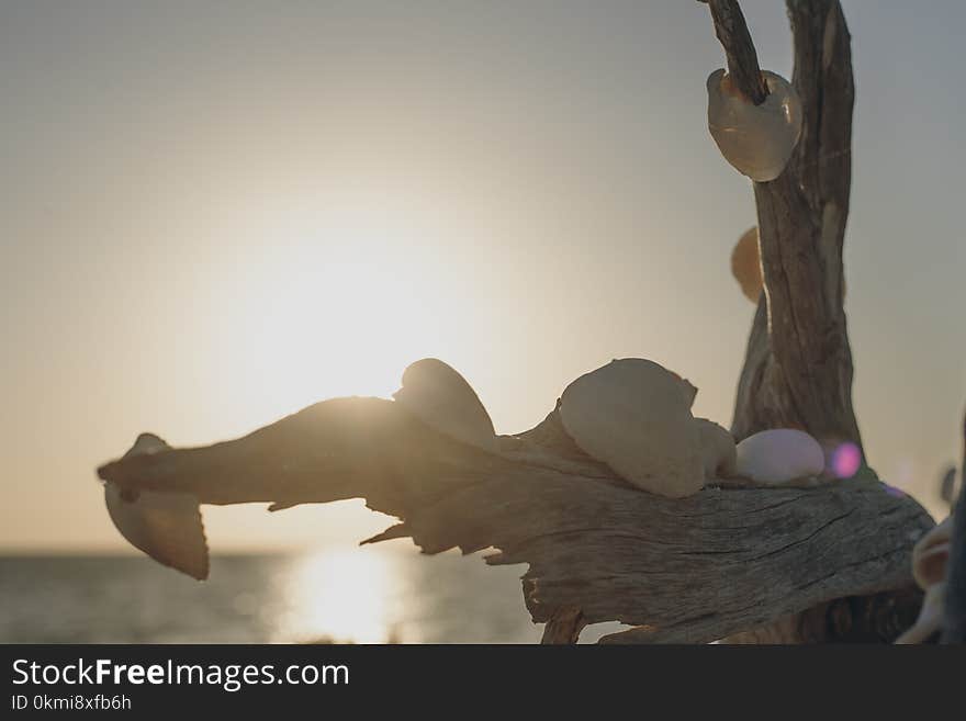 Seashells on Brown Tree Branch