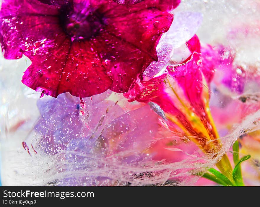 Closeup Photography of Pink Petunia Flower