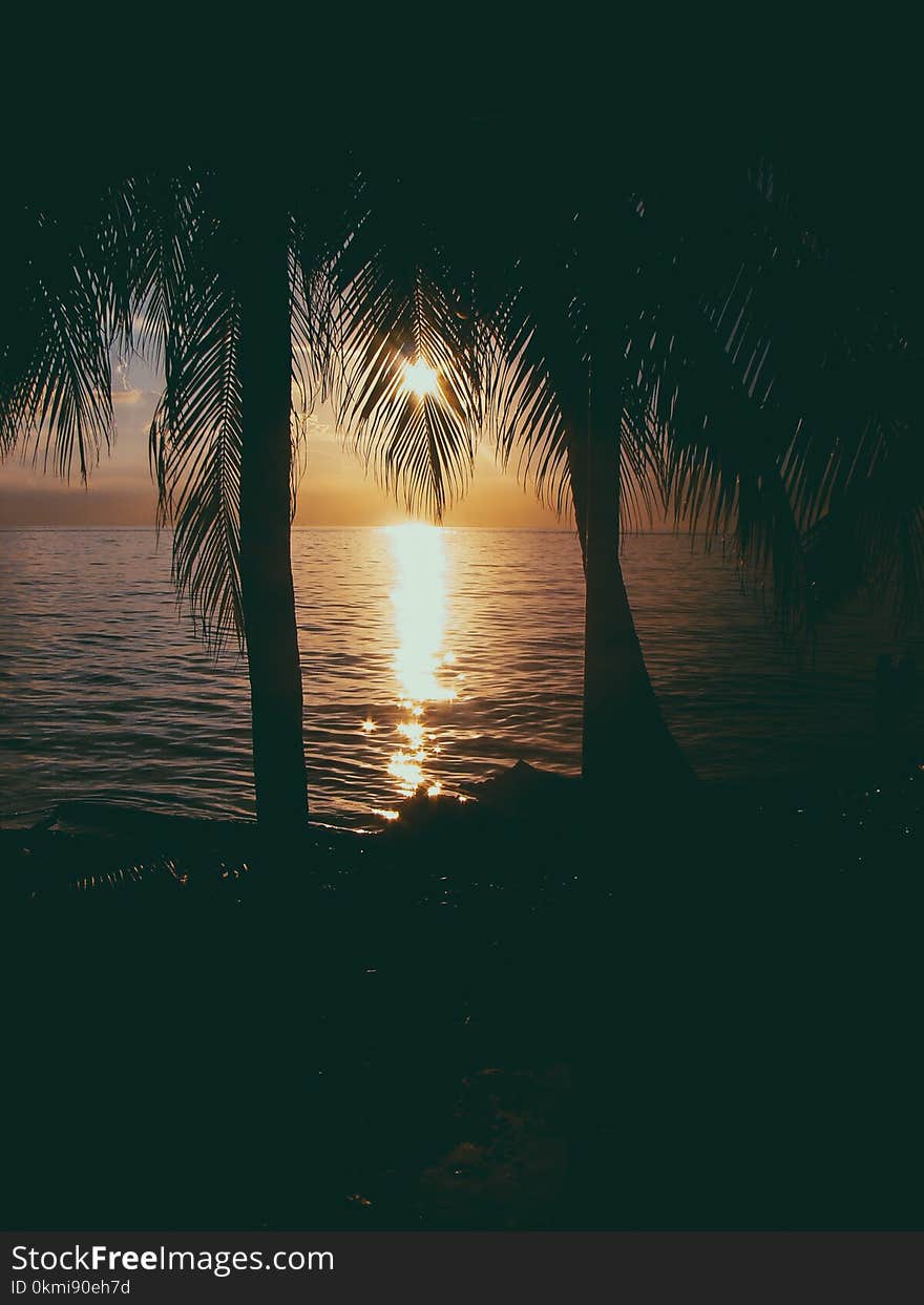 Photo of Two Coconut Trees on Beach at Sunset