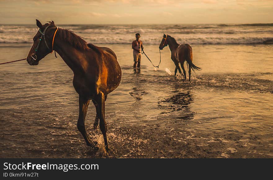 Two Brown Horse on Sea