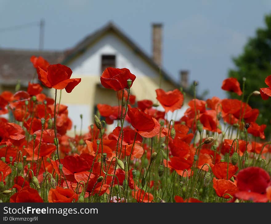 Abstract of field of red poppies under blue sky with blurry house in background from a low view point. Abstract of field of red poppies under blue sky with blurry house in background from a low view point