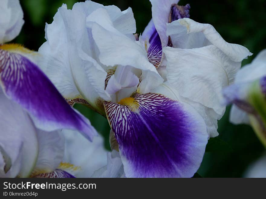 purple violet and white iris close up with large delicate and soft petals and soft fresh blurry green background. beauty in nature concept. tranquil scene. outdoors and nature concept. . purple violet and white iris close up with large delicate and soft petals and soft fresh blurry green background. beauty in nature concept. tranquil scene. outdoors and nature concept.