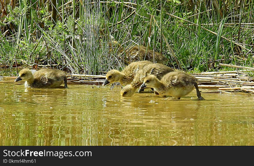 Wildlife, Fauna, Ecosystem, Nature Reserve