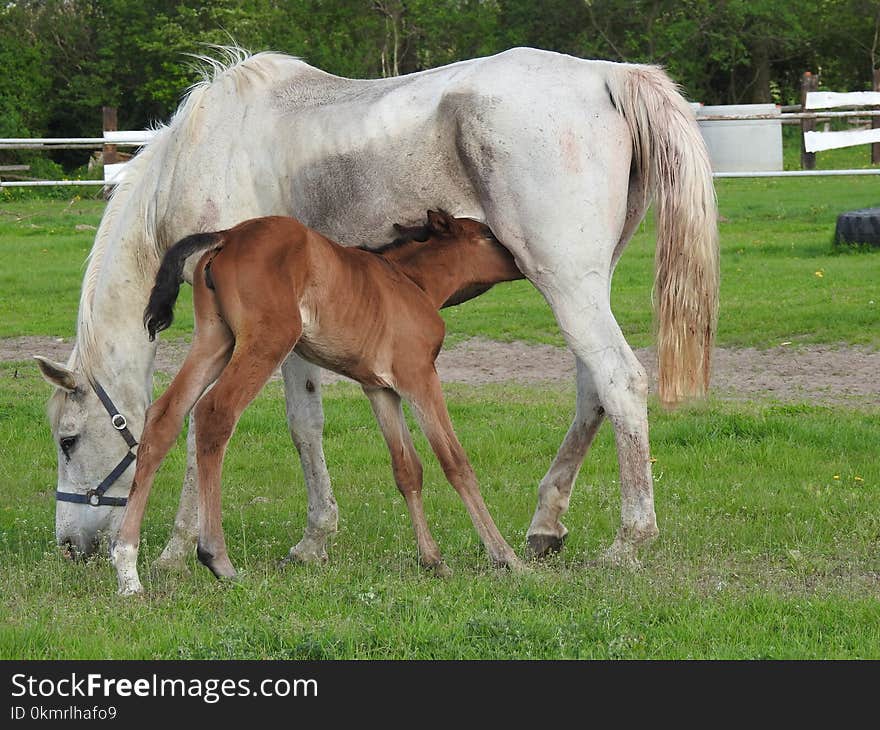 Horse, Mare, Foal, Pasture