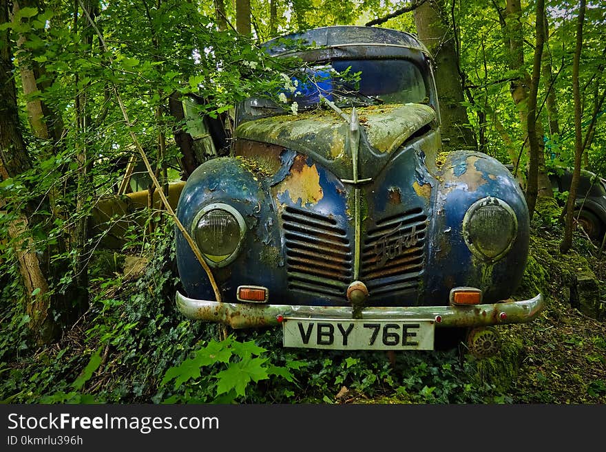 Motor Vehicle, Car, Nature, Woody Plant