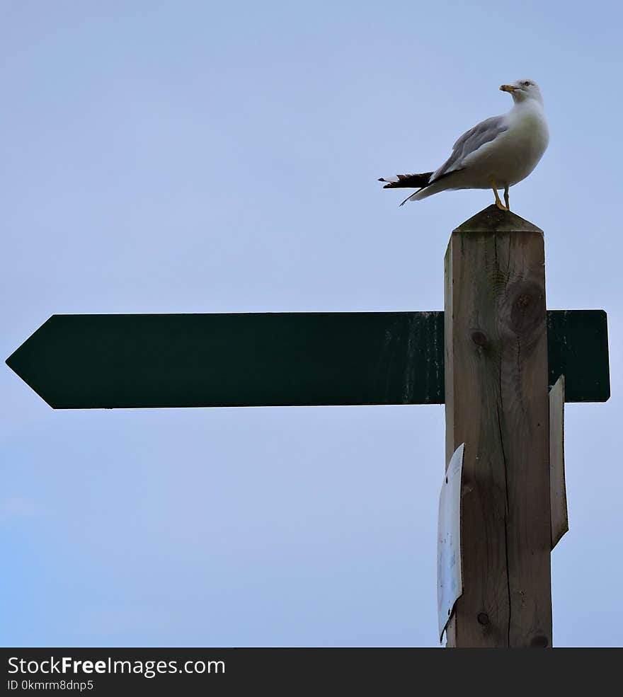 Bird, Sky, Beak, Fauna