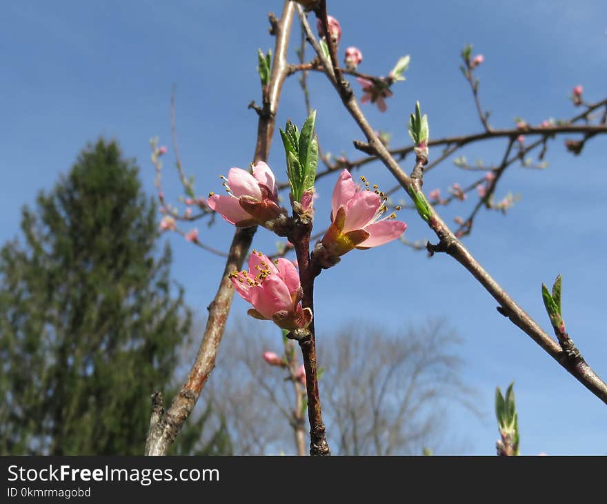 Branch, Flora, Plant, Spring