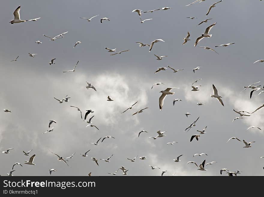 Flock, Sky, Bird Migration, Bird