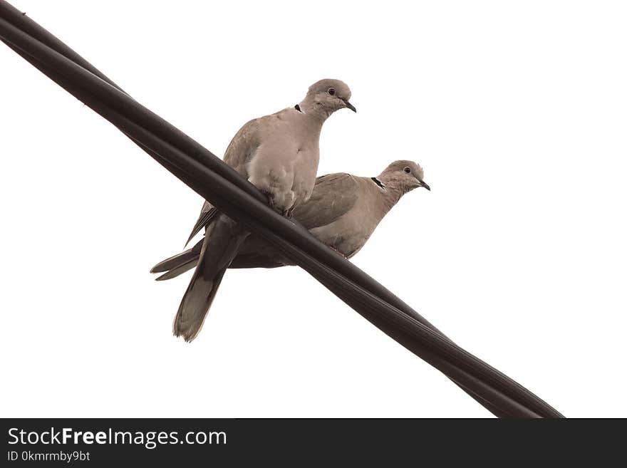 Bird, Beak, Fauna, Pigeons And Doves