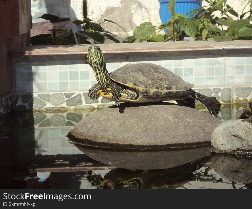 Turtle, Tortoise, Fauna, Reptile